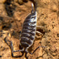 Porcellio hoffmannseggii "Titan Isopod"