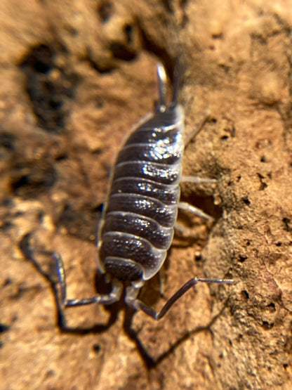 Porcellio hoffmannseggii "Titan Isopod"