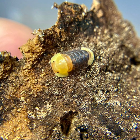 Cubaris sp. "Rubber Ducky"