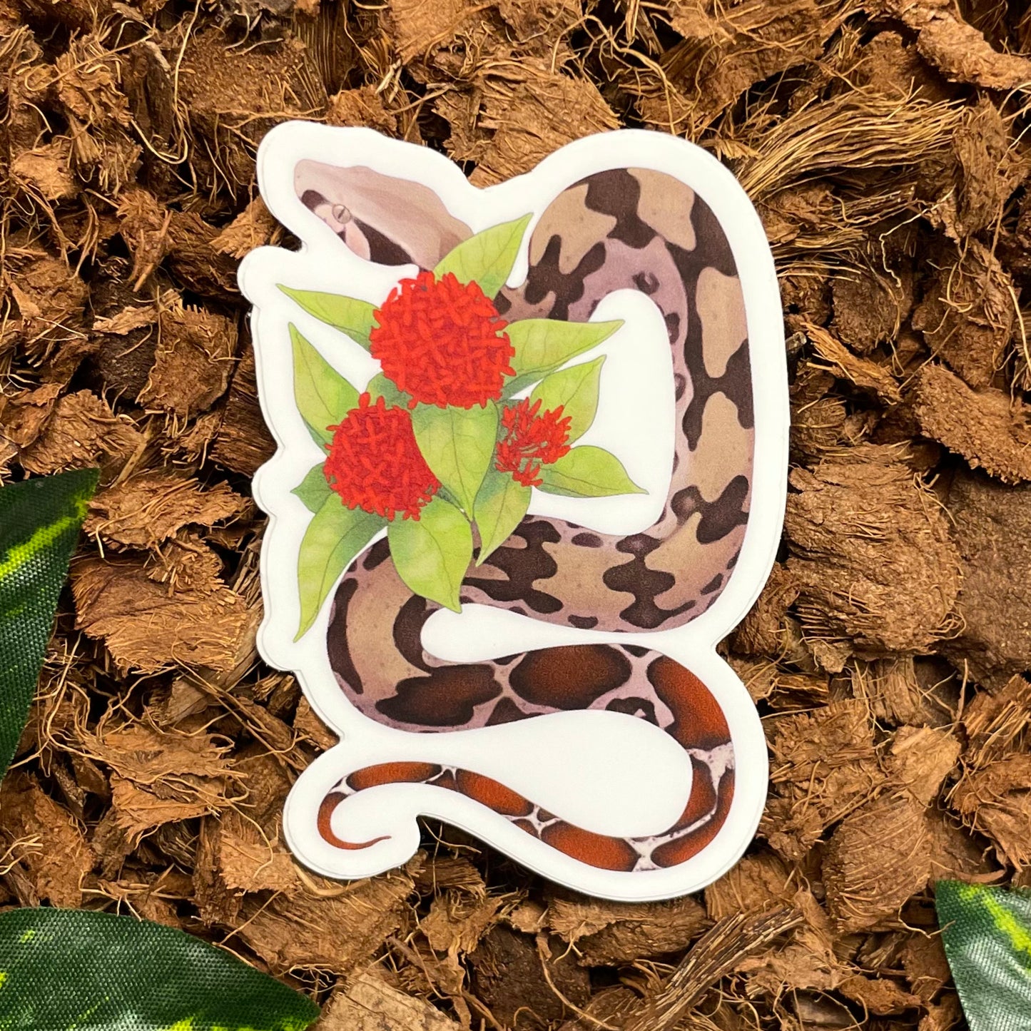 Suriname Boa Constrictor Sticker