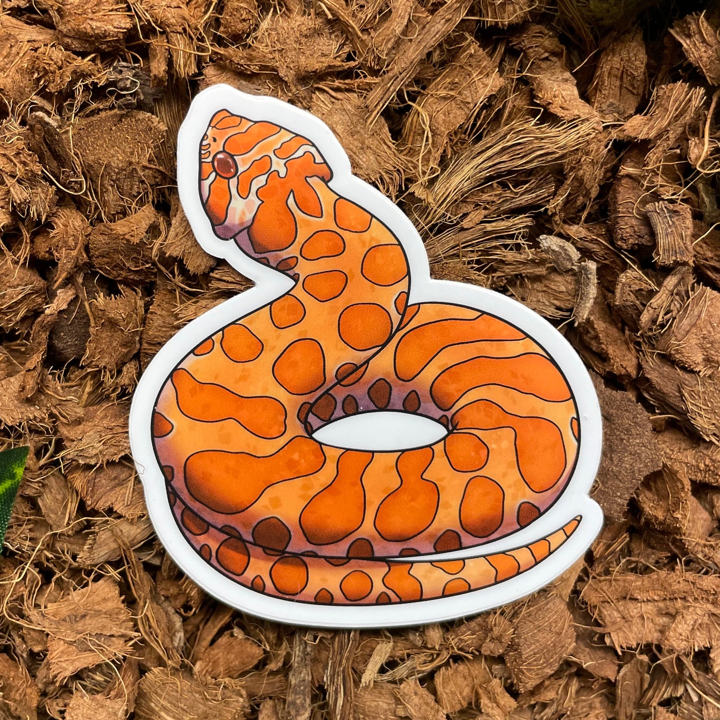 Hognose Snake, Sunburst Sticker