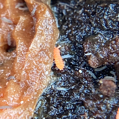 Yuukianura aphoruroides "Asian Orange Springtail"