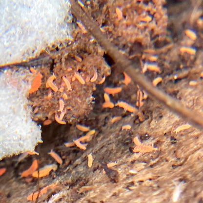 Yuukianura aphoruroides "Asian Orange Springtail"