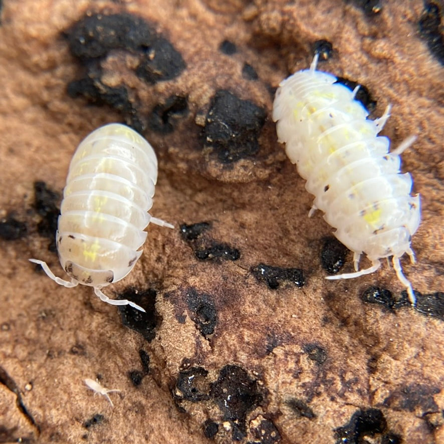 Armadillidium vulgare "Japanese Magic Potion"