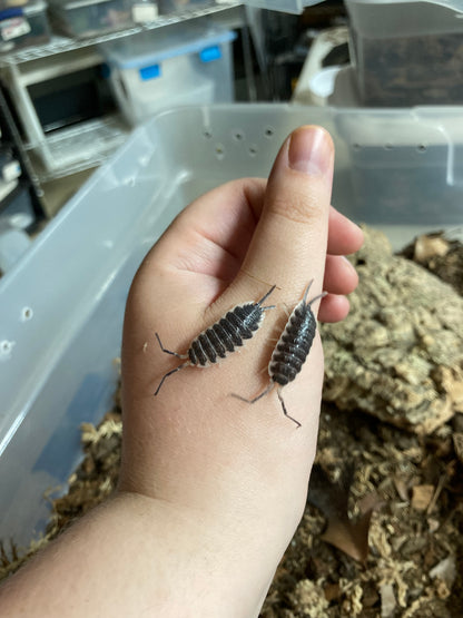 Porcellio hoffmannseggii "Titan Isopod"