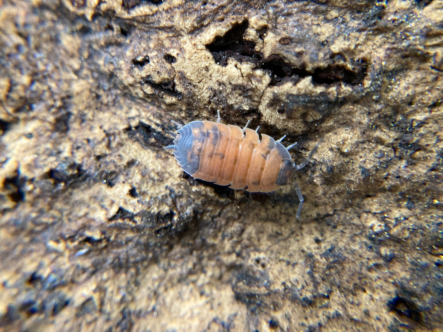 Porcellio scaber "Lava"