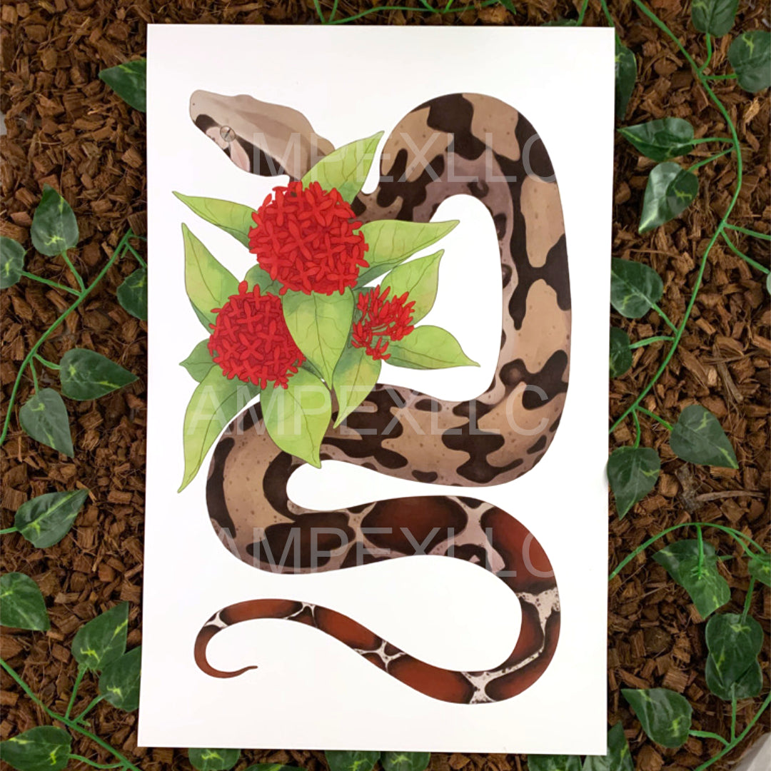 Suriname Boa Constrictor Art Print, 11x17