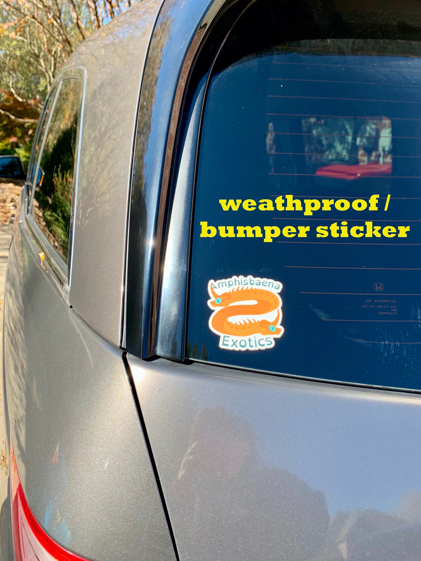 A photo of a decal from Amphibaena Exotics on a car window to show that the decal is weather resistant and durable
